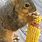 Squirrel Eating Corn
