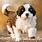 St. Bernard Puppy