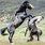 Stallions Fighting