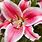 Star Lily Flower