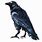Steampunk Art Raven