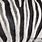 Struktura Zebra