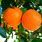 Summerfield Navel Orange