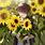 Sunflower Anime Boy