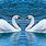 Swan Background