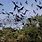 Swarm of Bats