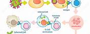 T-cell Activation Illustration