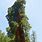 Tallest Giant Sequoia Tree