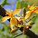 Tamarind Flower