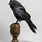 Taxidermy Raven