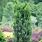 Taxus Upright Yew