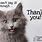 Thank You Pic Cat