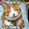 Thankful Cat Meme
