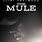 The Mule 2018 Movie