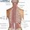 Thoracic Back Anatomy