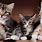 Three Cute Kittens