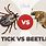 Tick vs Beetle
