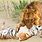 Tiger Attack Lion