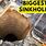 Top 10 Biggest Sinkholes