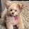 Toy Poodle Pomeranian Mix