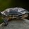 Trachemys Scripta Elegans