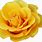 Transparent Yellow Rose