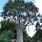 Tree Aloe Species