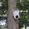 Tree Camera