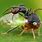 Treehopper Ant