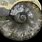 Triassic Ammonites