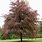 Tricolor Beech