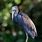 Tricolored Heron Egretta Tricolor