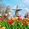 Tulip Garden Holland