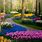 Tulip Garden Images
