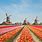 Tulips Holland Netherlands
