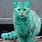 Turquoise Cat