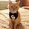 Tuxedo Cat Costume