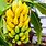 Types of Banana Tree Plants