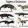 Types of Caiman