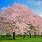 Types of Cherry Blossom Trees
