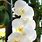 Types of Flowers White Orchids