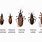 Types of Kissing Bugs