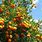 Types of Orange Trees