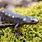 Types of Salamanders