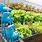 Urban Vegetable Farming