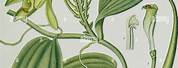 Vanilla Planifolia Botanical Illustration