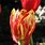 Variegated Tulips