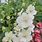 Verbascum Phoeniceum