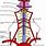 Vertebral Arteries Anatomy