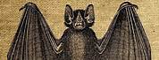 Vintage Bat Pic
